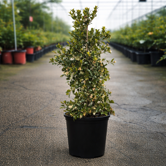 Potted Syzygium Resilience plant with variegated green leaves, displayed in a greenhouse setting.