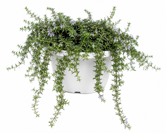 Rosmarinus officinalis Prostratus Group (Trailing Rosemary)