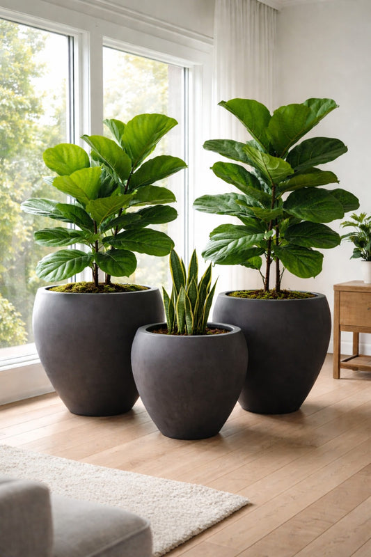 Black Senera Tall Belly Pot with a sleek design, perfect for outdoor or garden use, featuring a sturdy, modern appearance.