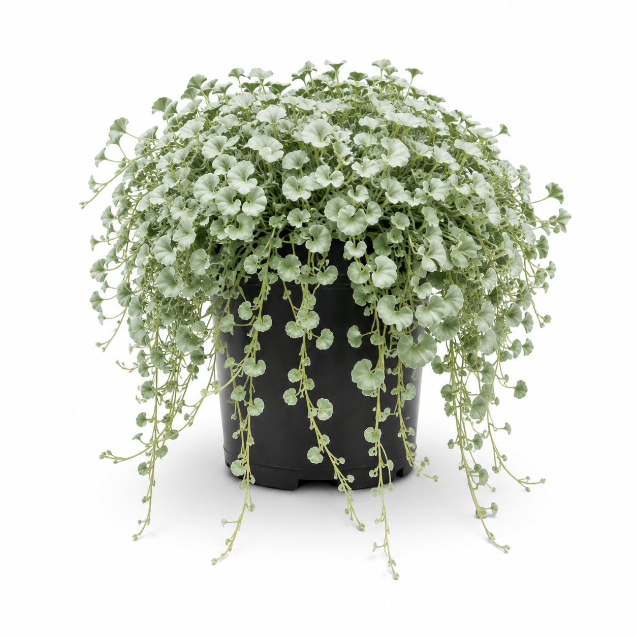 Dichondra argentea ‘Silver Falls’ (Silver Falls Dichondra)