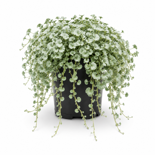 Dichondra argentea ‘Silver Falls’ (Silver Falls Dichondra)