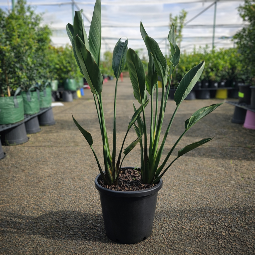 Bright orange and blue Bird of Paradise flower from Strelitzia reginae, featuring large tropical leaves, by The Nurso.
