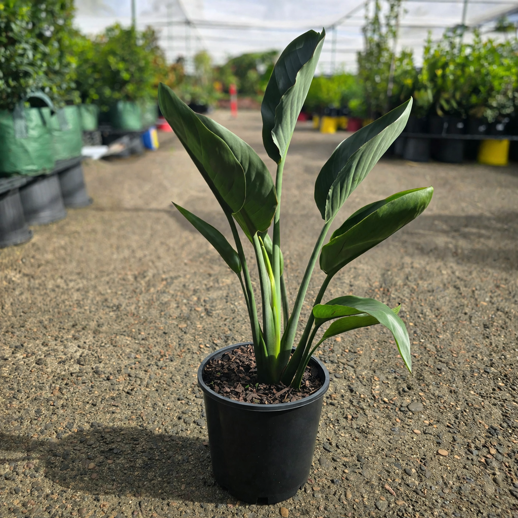 Bright orange and blue Bird of Paradise flower from Strelitzia reginae, showcasing vibrant petals and lush green leaves.