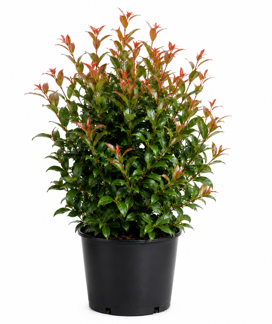 Syzygium ‘Up and Away’ (Lilly Pilly)
