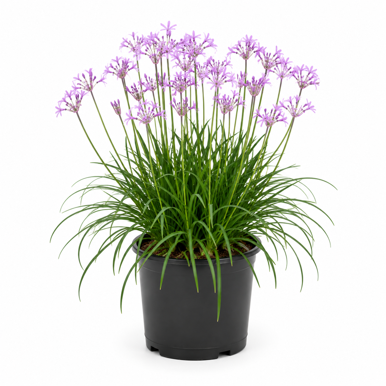Tulbaghia Galaxy