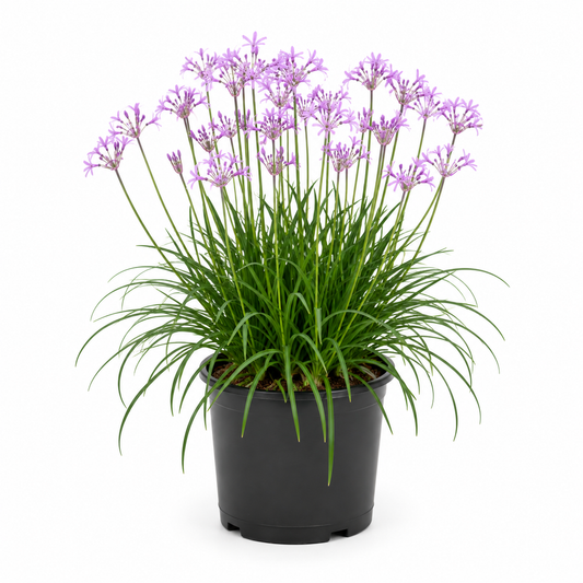 Tulbaghia Galaxy