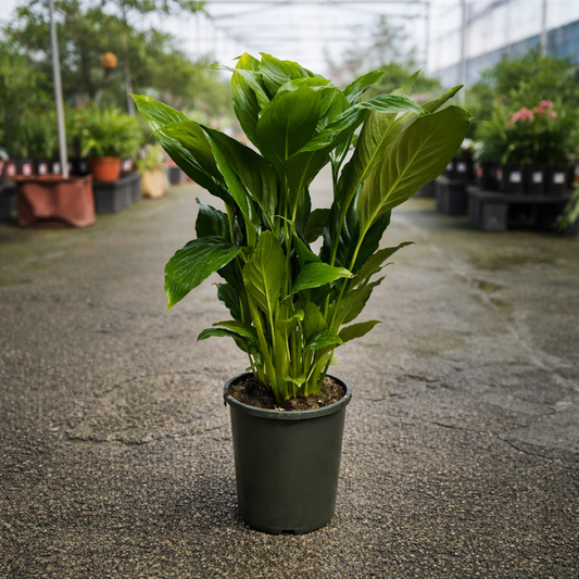 Healthy Spathiphyllum ‘Sweet Sebastiano’ peace lily with lush green leaves, displayed in a greenhouse setting.