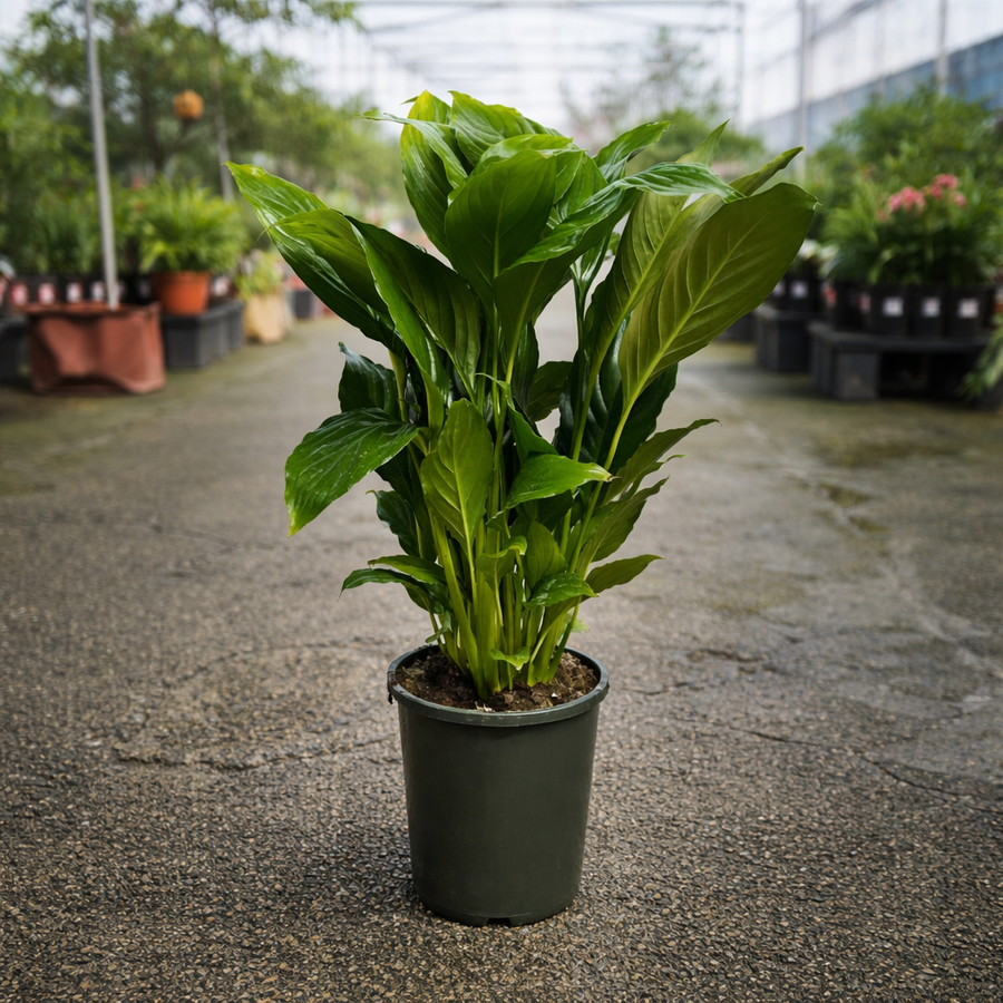 Healthy Spathiphyllum ‘Sweet Sebastiano’ peace lily with lush green leaves, displayed in a greenhouse setting.