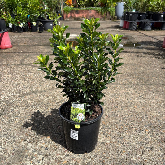 Rhaphiolepis Snow Maiden shrub in a garden setting, showcasing its lush green leaves and white flowering clusters.