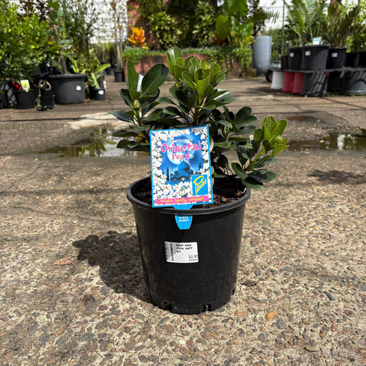 Rhaphiolepis Ocean Pearl shrub with green leaves and white flowers, cultivated by The Nurso, shown in a garden setting.