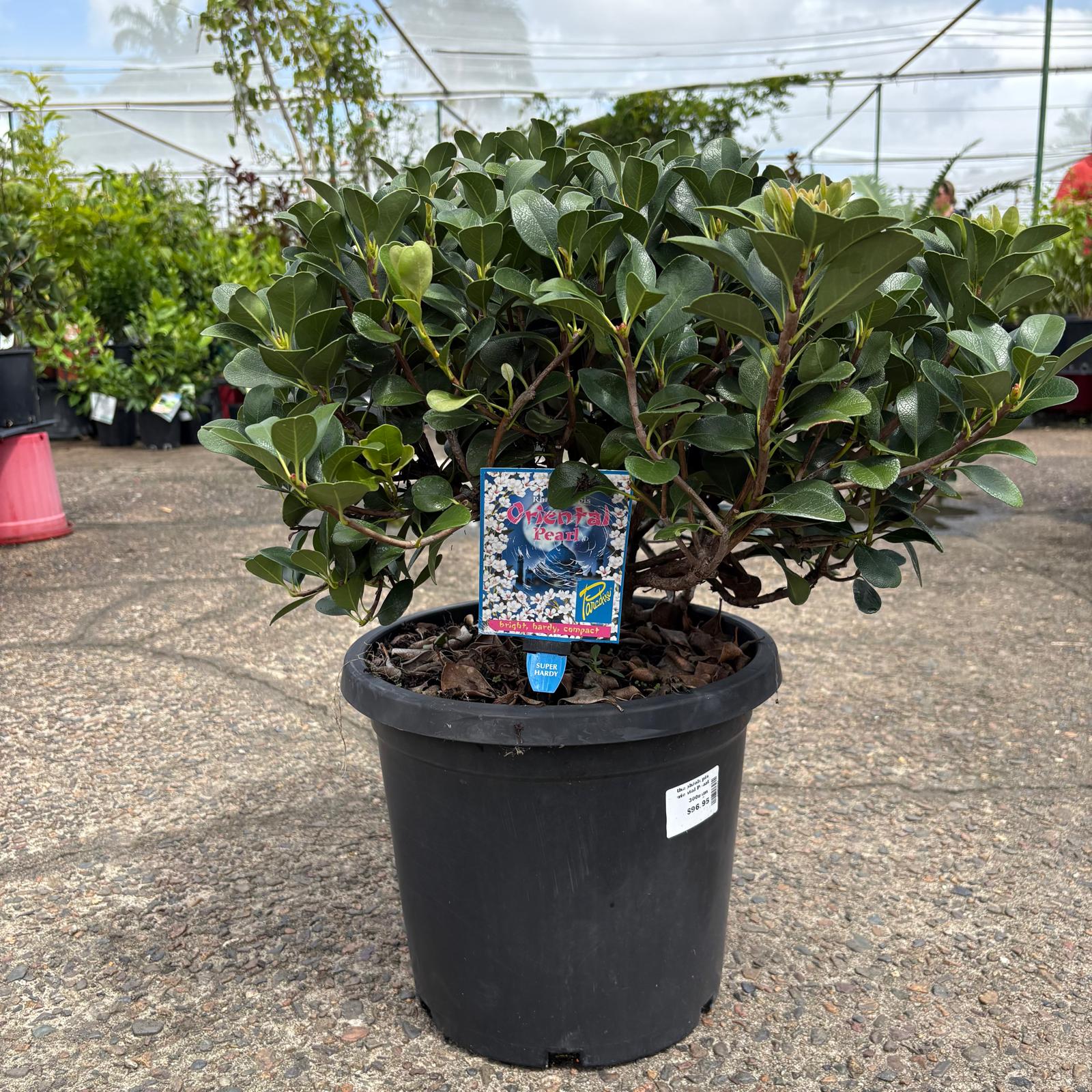 Rhaphiolepis Ocean Pearl shrub by The Nurso with glossy green leaves and white flowers, shown in a garden setting.