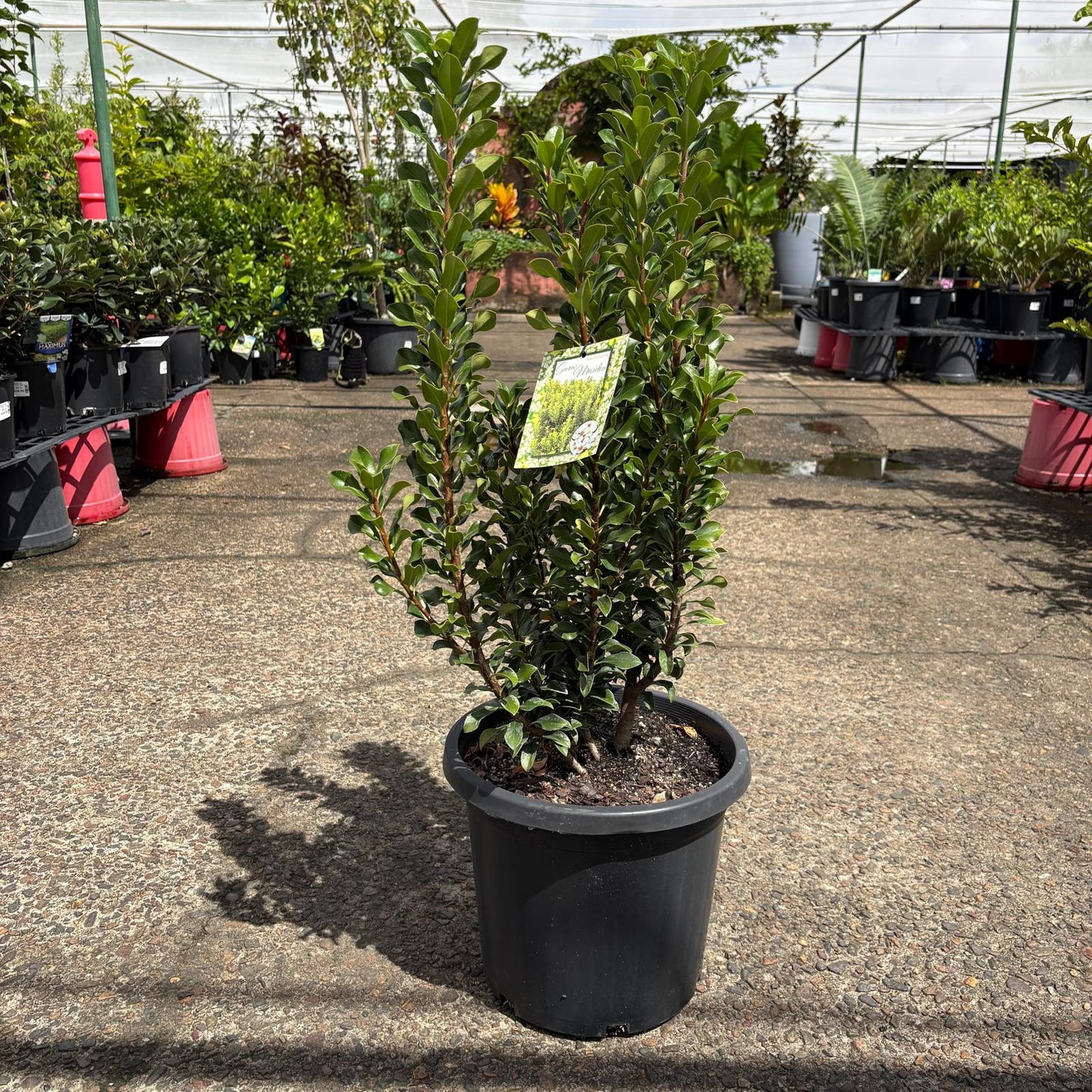 Rhaphiolepis Snow Maiden shrub with green leaves and white flowers, shown in a garden setting.