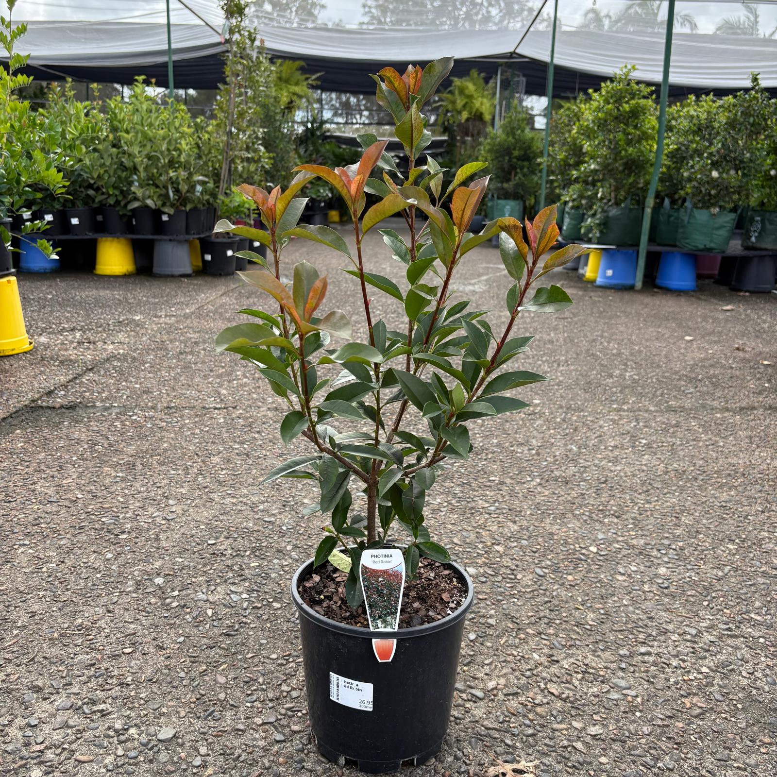 Photinia Red Robin shrub by The Nurso with vibrant red and green foliage, shown in a garden setting.