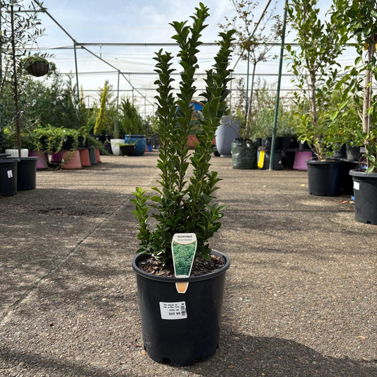 Green Euonymus Green Rocket shrub by The Nurso, showcasing vibrant foliage and compact, rounded shape in a garden setting.