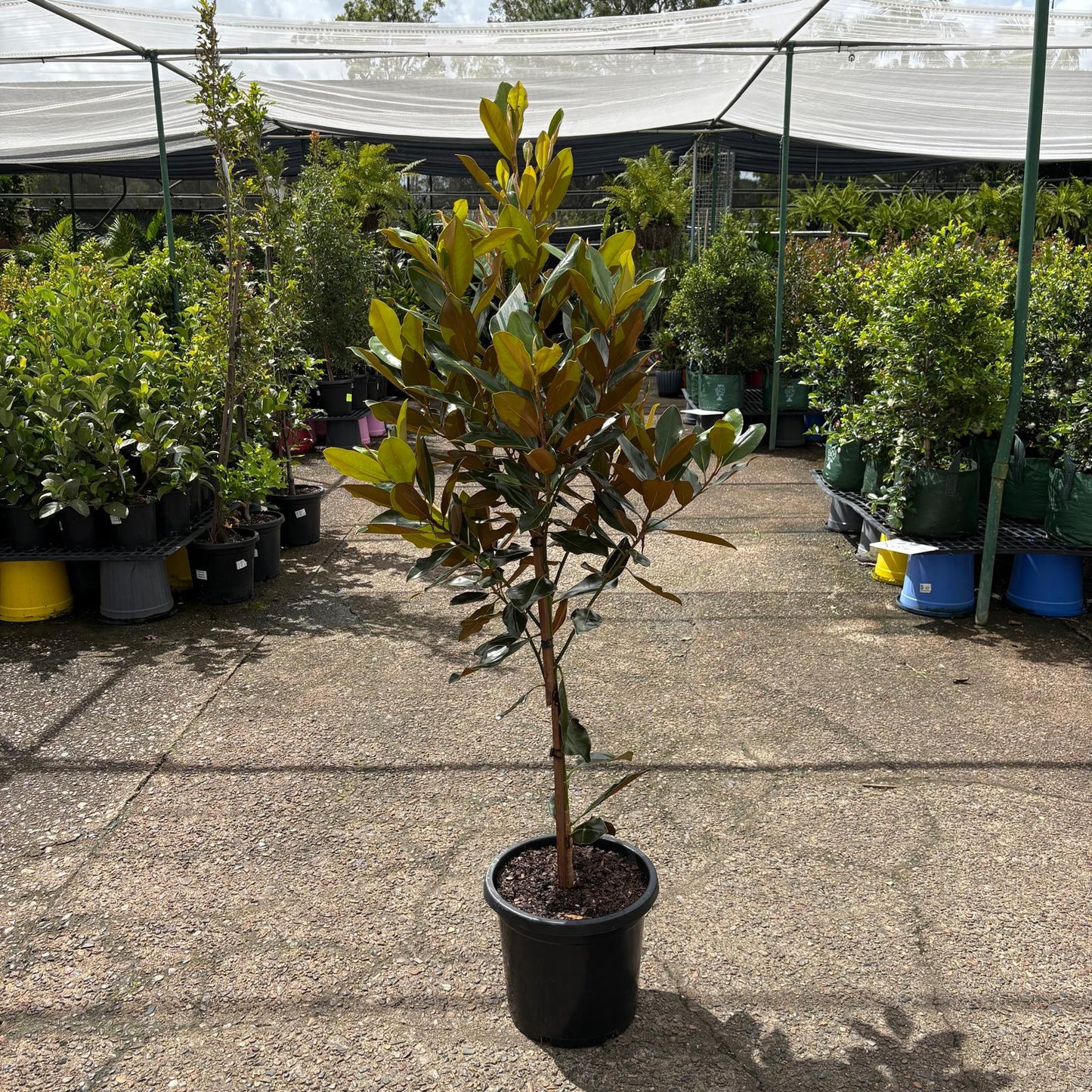 Magnolia Little Gem tree by The Nurso with lush green leaves, healthy branches, and small white blossoms.