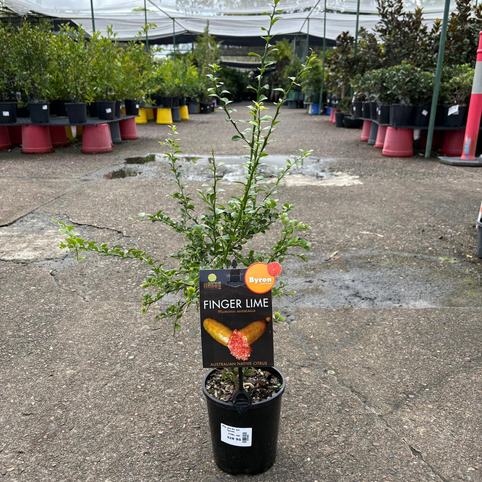 Bright yellow Finger Lime Byron Sunrise from The Nurso with textured green rind and cut-open interior showing vibrant citrus segments.