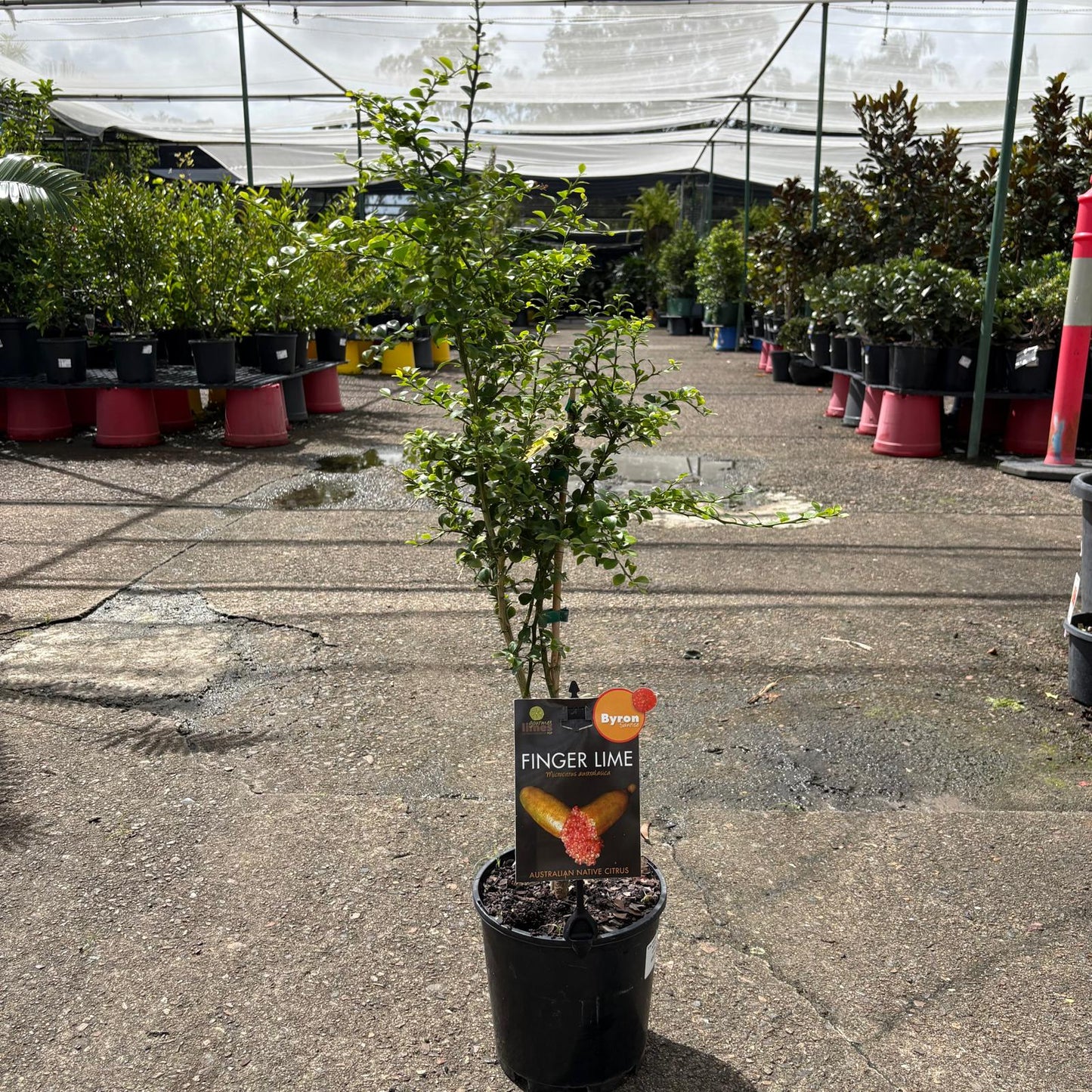 Fresh Finger Lime Byron Sunrise from The Nurso, showing vibrant green exterior and juicy, segmented interior.
