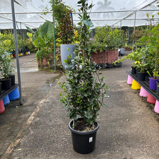 Star Jasmine plant by The Nurso with lush green leaves and fragrant white star-shaped flowers, ideal for garden decoration.