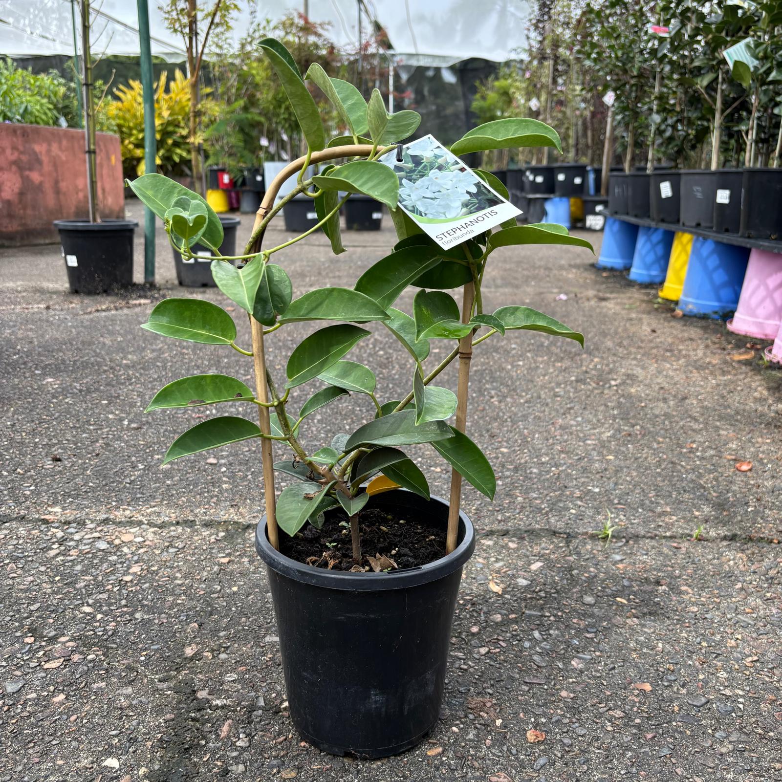 Stephanotis floribunda Madagascar Jasmine plant with white star-shaped flowers, grown by The Nurso, shown in a garden setting