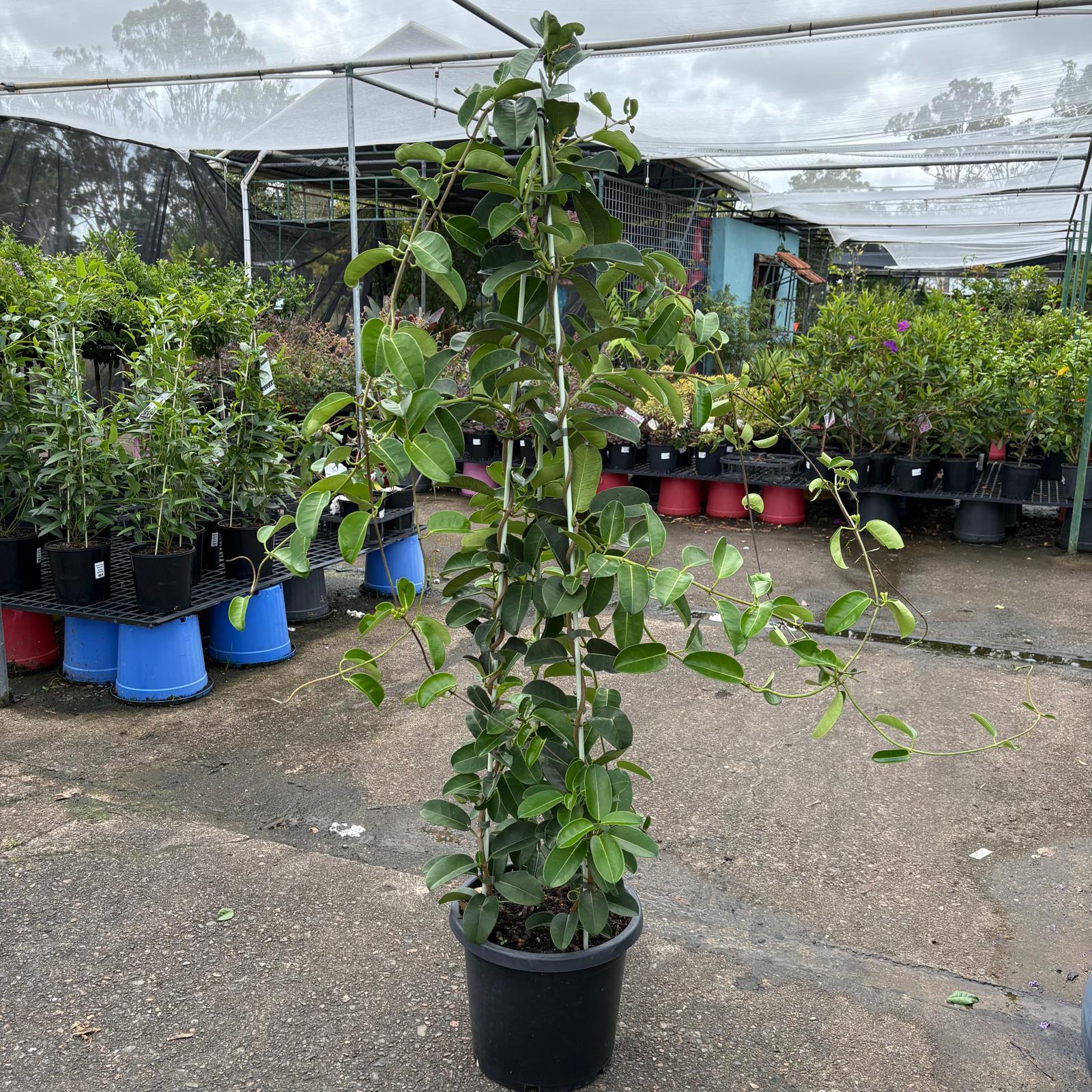 Stephanotis floribunda Madagascar jasmine plant in a pot, with white star-shaped flowers and green foliage, from The Nurso.