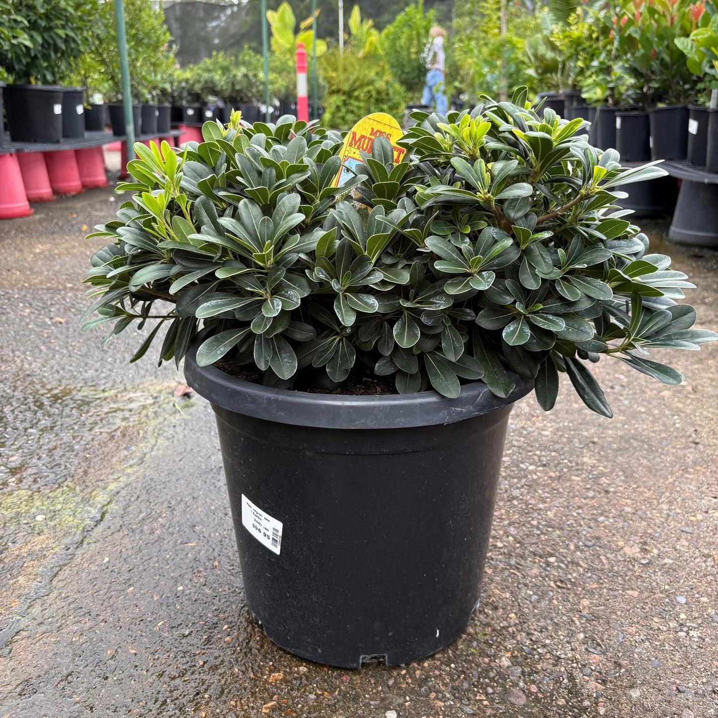 Healthy Pittosporum ‘Miss Muffet’ shrub by The Nurso with dense green foliage and compact growth.