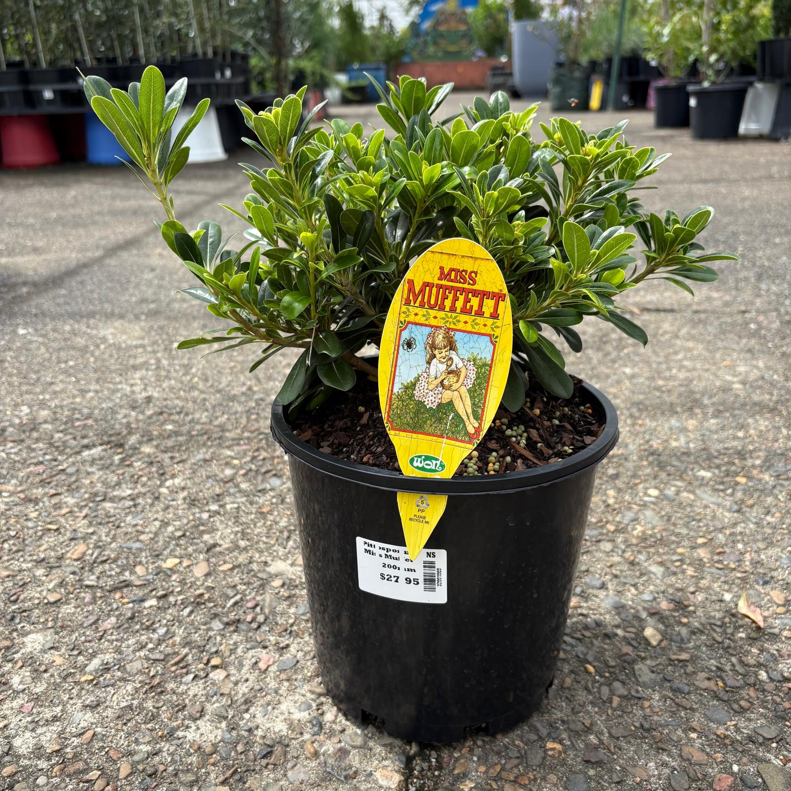 Pittosporum ‘Miss Muffet’ shrub by The Nurso with lush green foliage and compact growth in a garden setting.