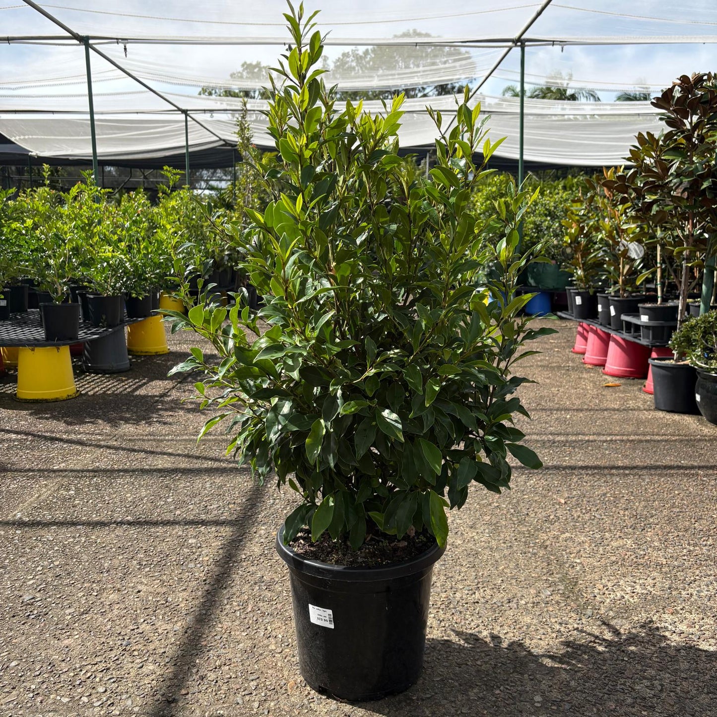 Michelia figo (Port Wine Magnolia) flowering shrub with dark green leaves and fragrant white blossoms, grown by The Nurso.