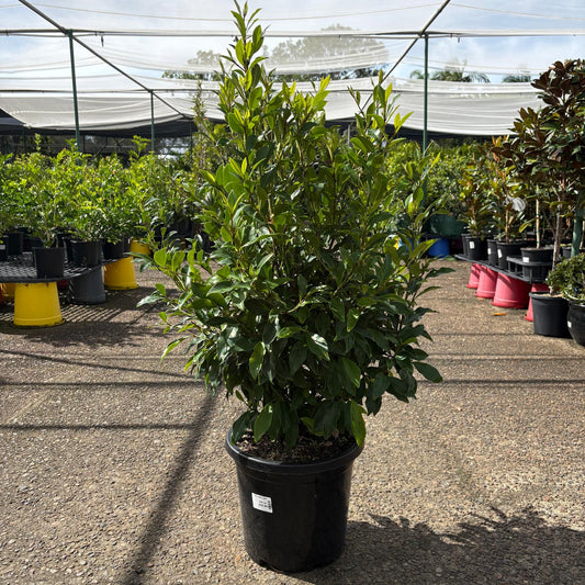 Michelia figo (Port Wine Magnolia) flowering shrub with dark green leaves and fragrant white blossoms, grown by The Nurso.
