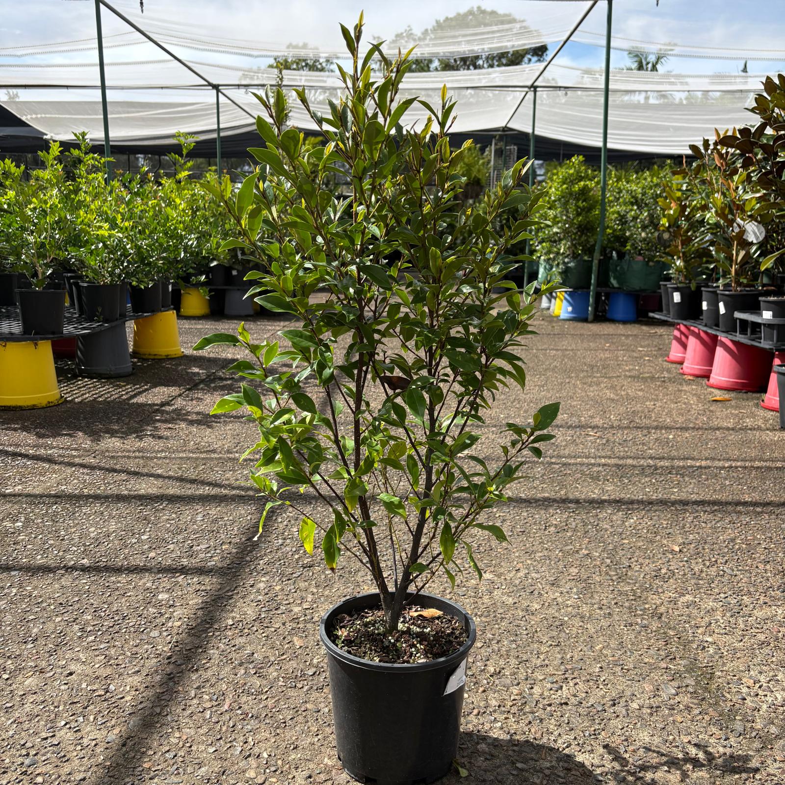 Michelia figo (Port Wine Magnolia) plant from The Nurso with dark green glossy leaves and clusters of small white flowers.