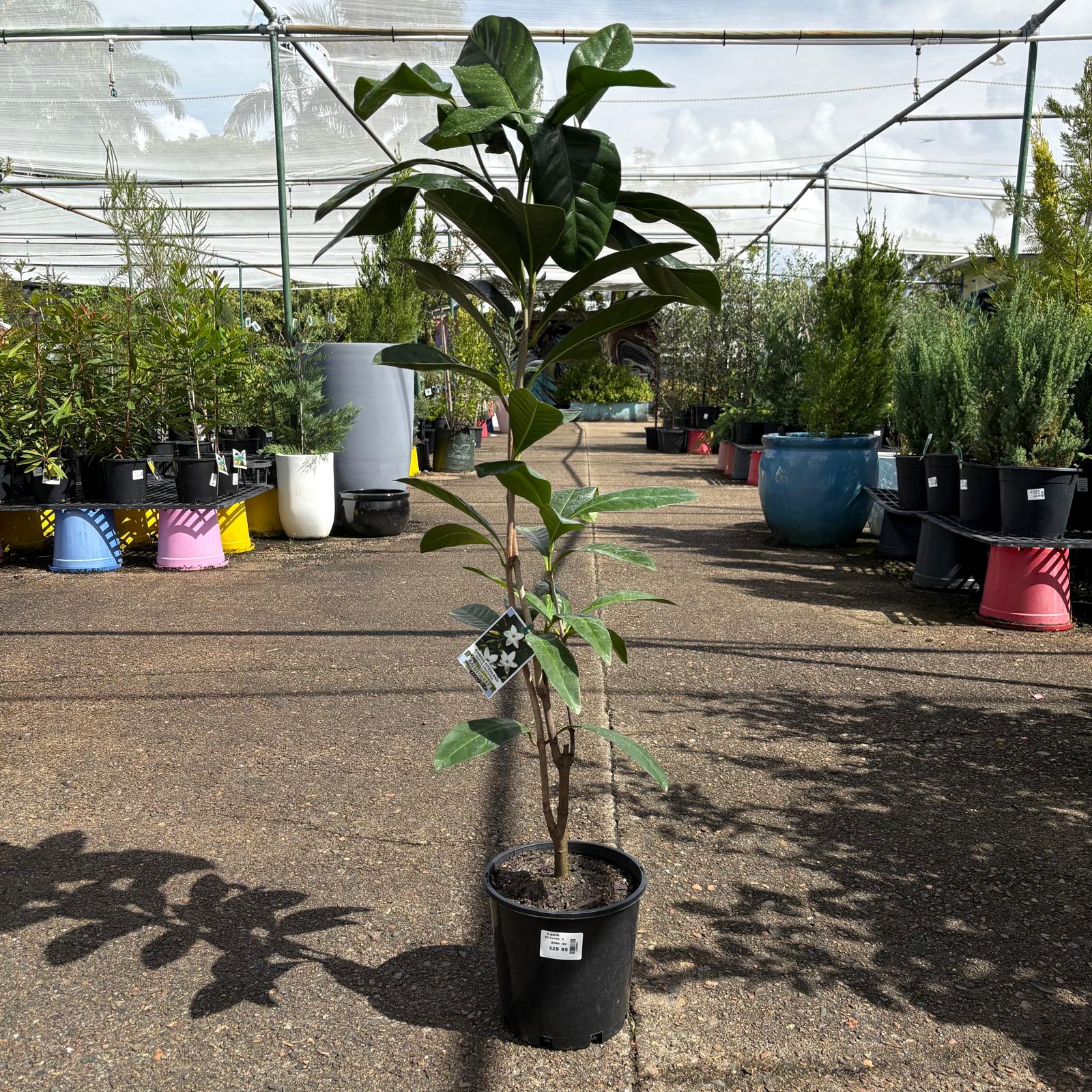 Native Gardenia Randia fitzalanii plant in a pot, featuring glossy green leaves and white fragrant flowers, by The Nurso.