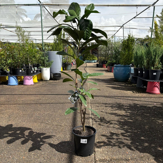 Native Gardenia Randia fitzalanii plant in a pot, featuring glossy green leaves and white fragrant flowers, by The Nurso.
