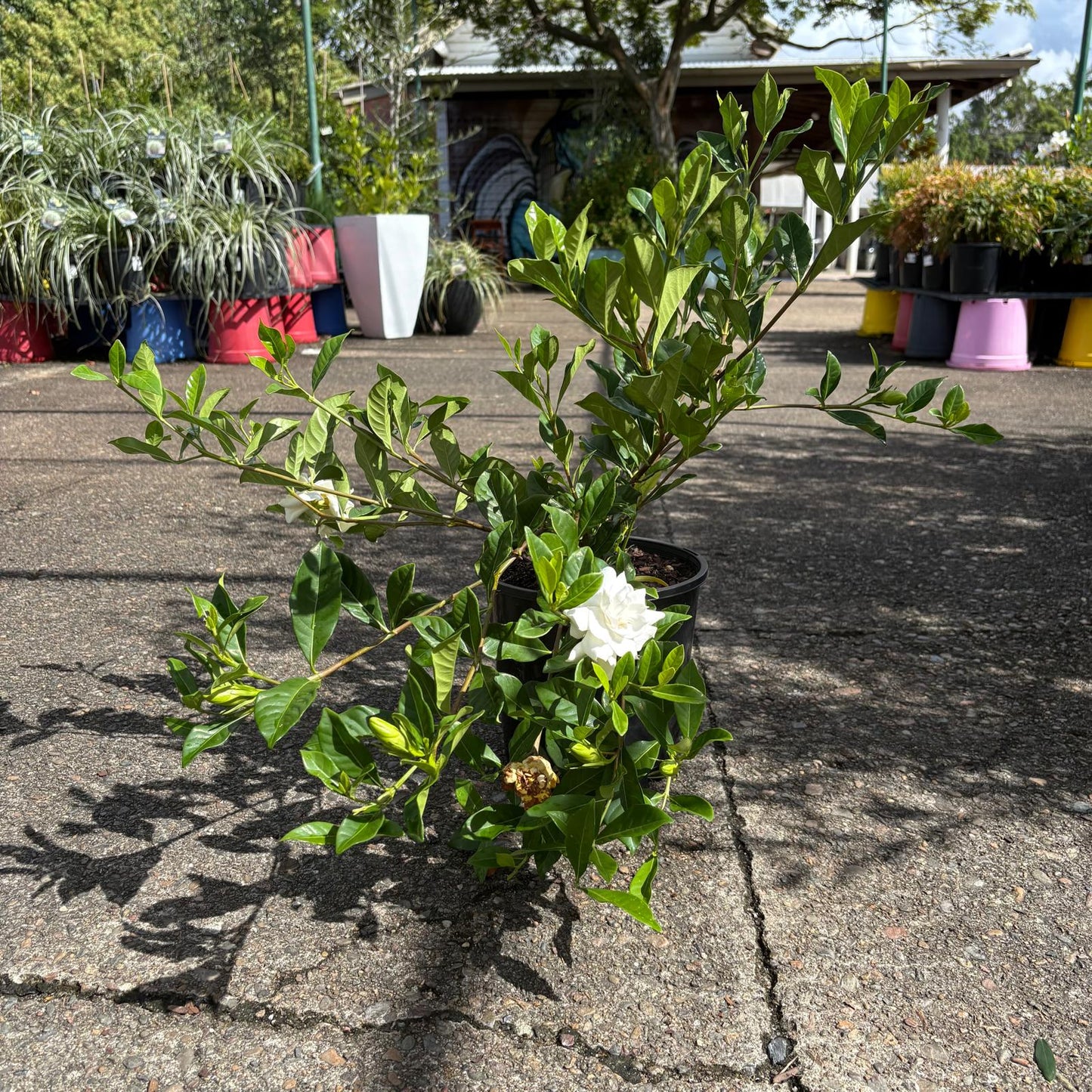 Healthy Gardenia florida shrub from The Nurso with lush green leaves and white fragrant flowers.
