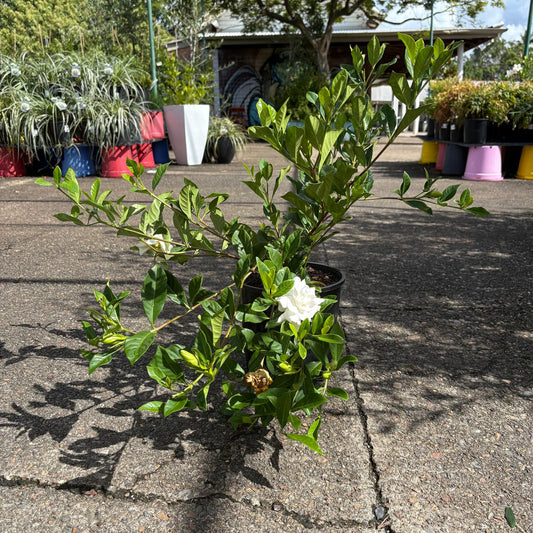 Healthy Gardenia florida shrub from The Nurso with lush green leaves and white fragrant flowers.