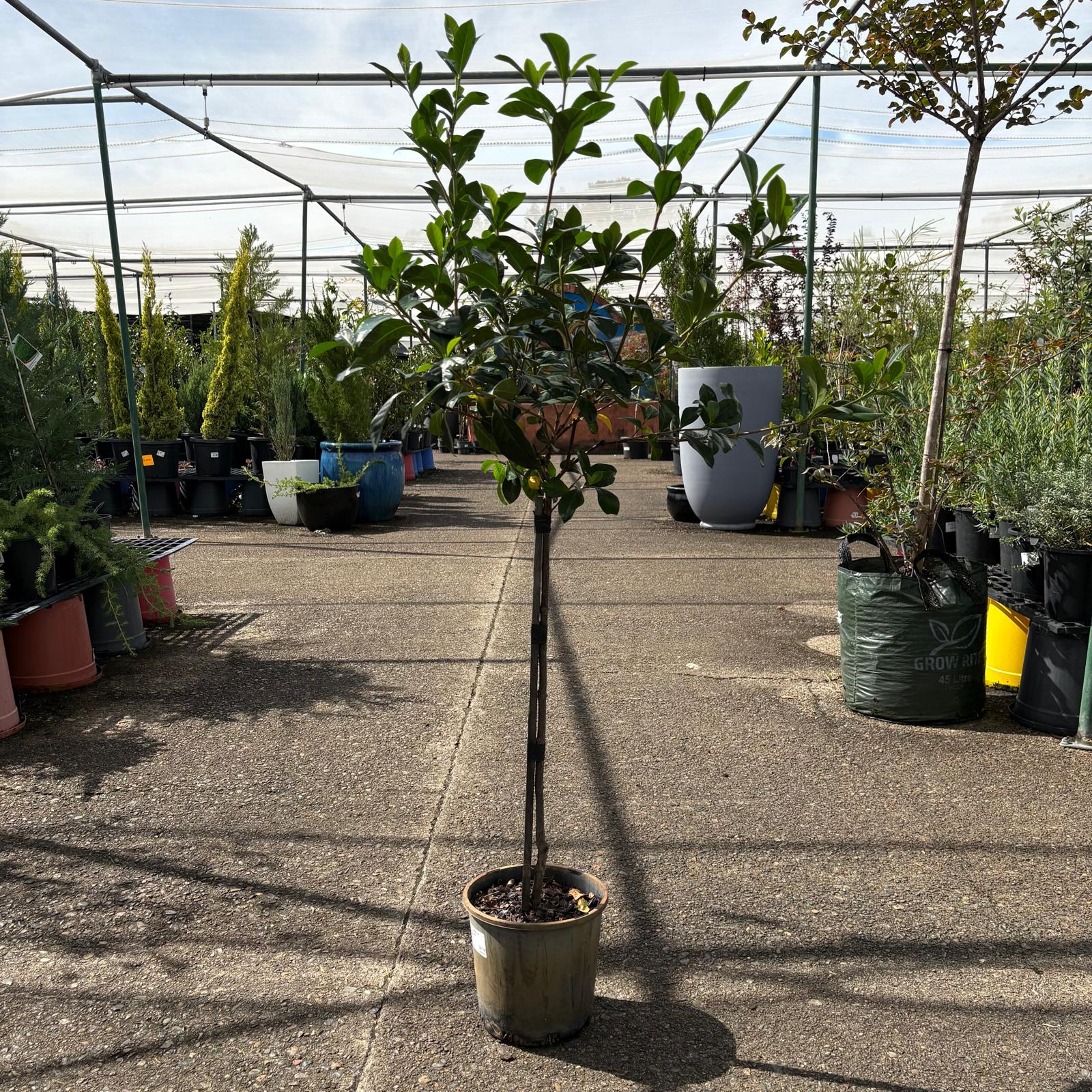 Gardenia Standards by The Nurso, lush green gardenia plants with vibrant leaves and blooming white flowers in a garden setting.