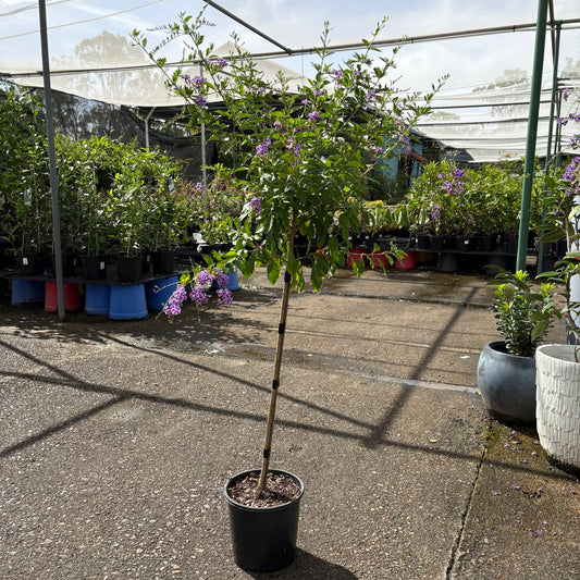 Duranta Standards by The Nurso, healthy green plant with vibrant foliage, shown in a decorative pot.