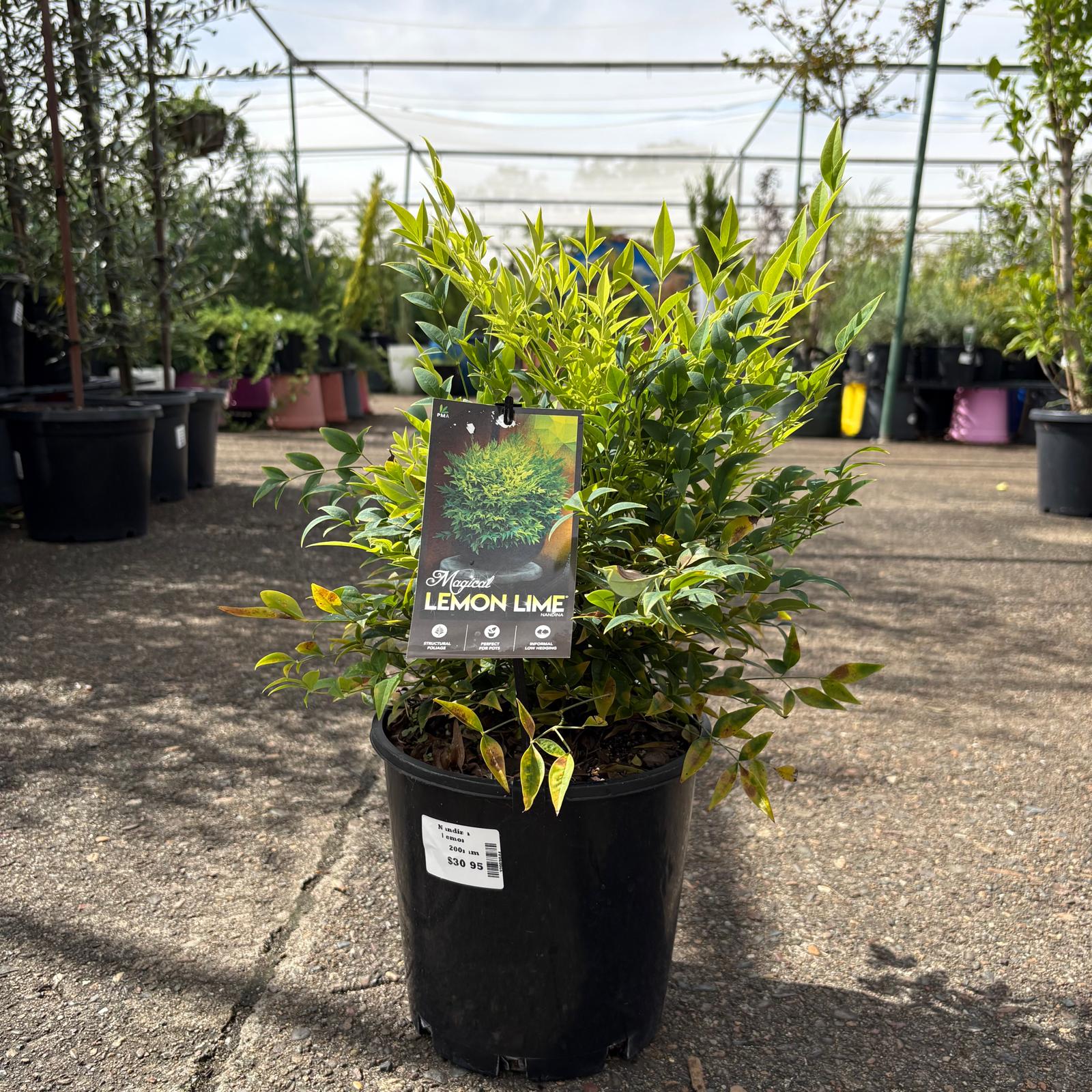 Bright Nandina Lemon Lime plant from The Nurso showing vibrant green and yellow foliage in a decorative pot.