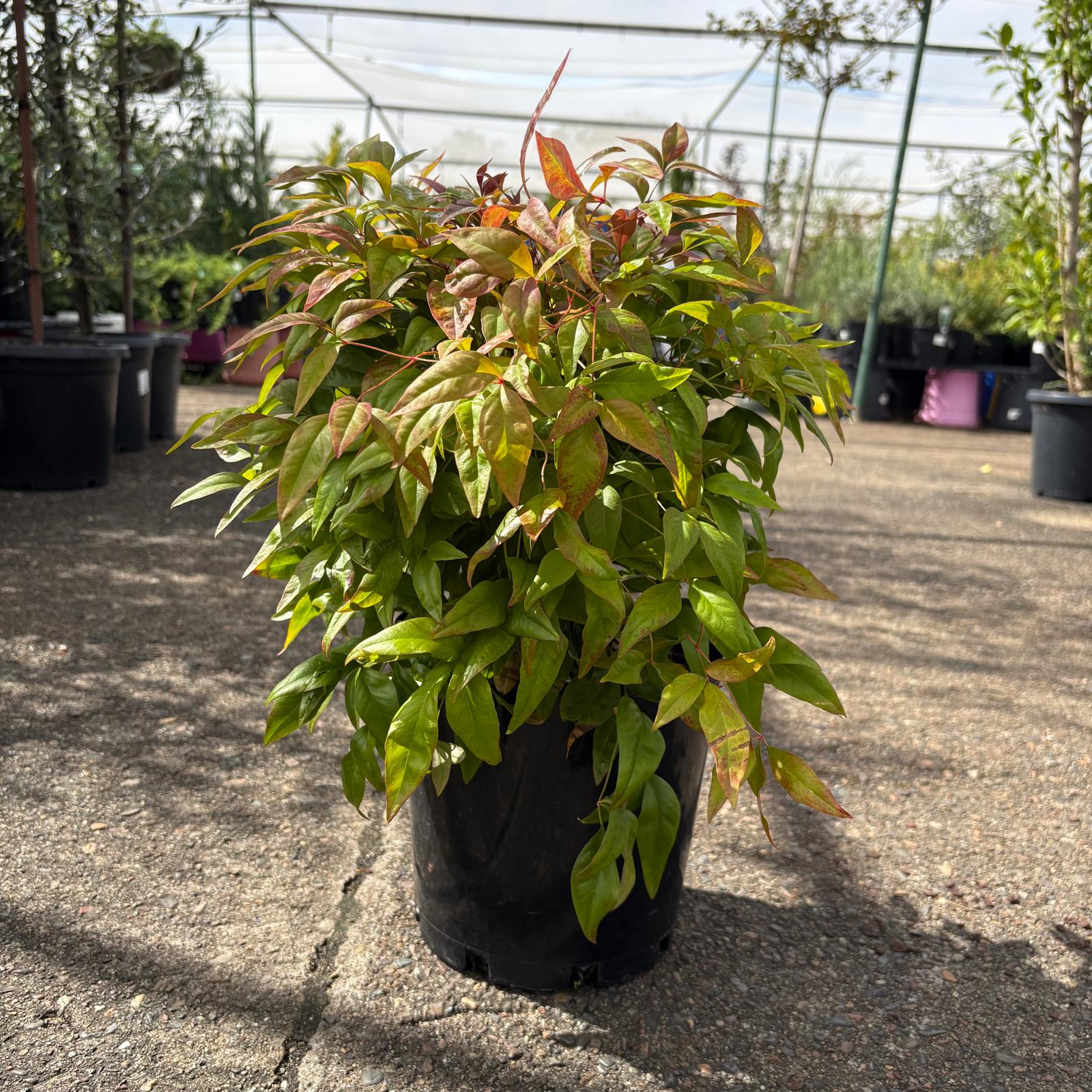 Nandina Blush plant with vibrant pink and green foliage, showcased in a decorative container by The Nurso.