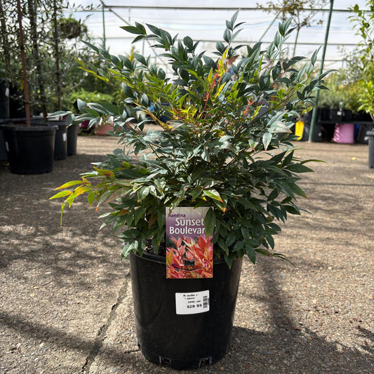 Nandina domestica ‘Sunset Boulevard’ Heavenly Bamboo shrub with vibrant red and green foliage, shown in a garden setting.