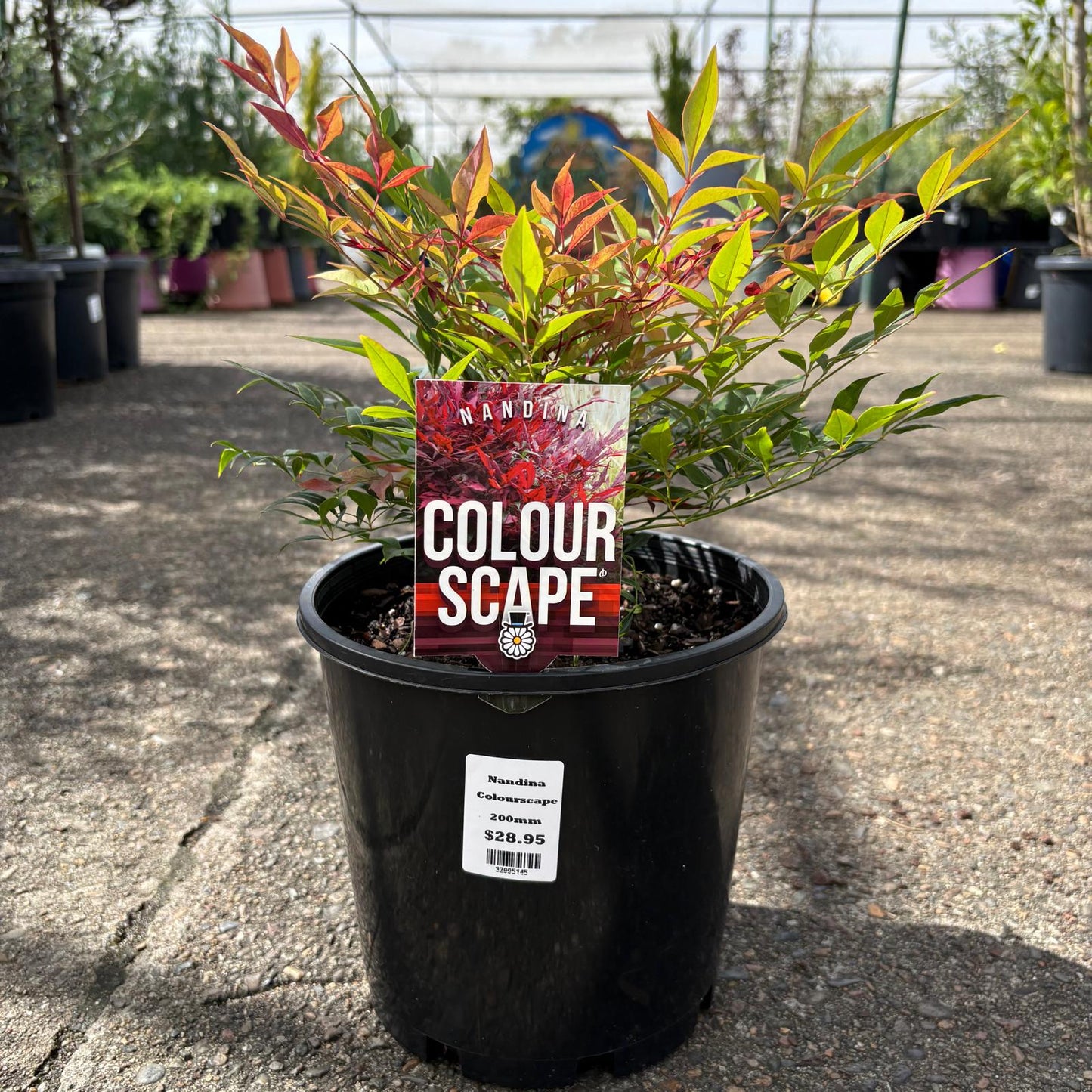 Nandina domestica ‘Colourscape’ Heavenly Bamboo shrub with vibrant red and green foliage, shown in a garden setting.