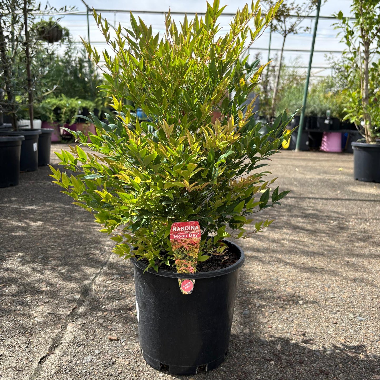 Nandina Moon Bay plant in a decorative pot, featuring lush green and red foliage, by The Nurso.