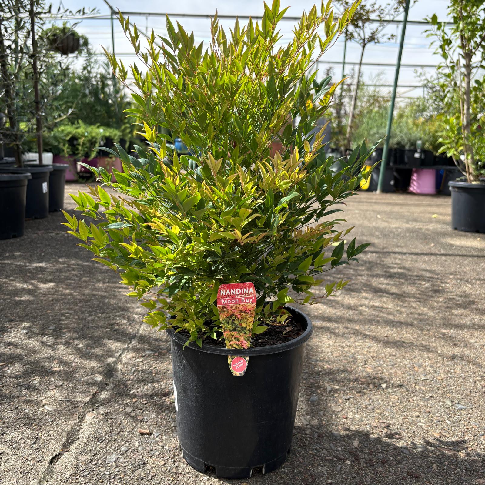 Nandina Moon Bay plant in a decorative pot, featuring lush green and red foliage, by The Nurso.