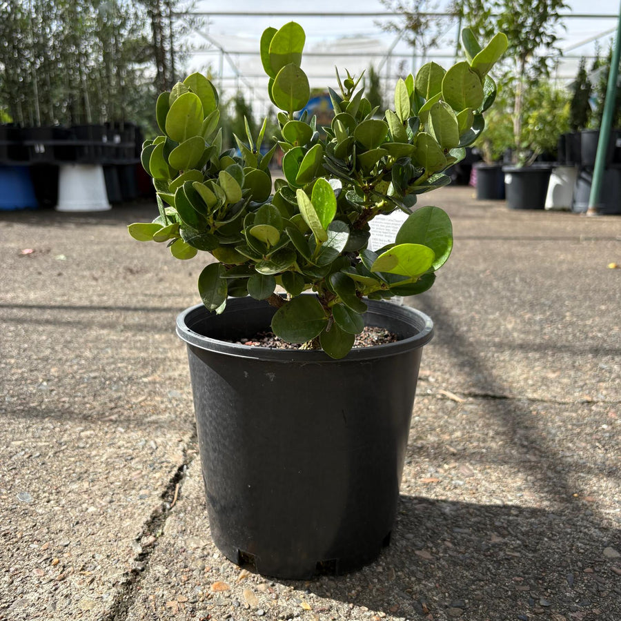 Carissa Desert Star succulent plant in a pot, showcasing its star-shaped leaves and vibrant green foliage.