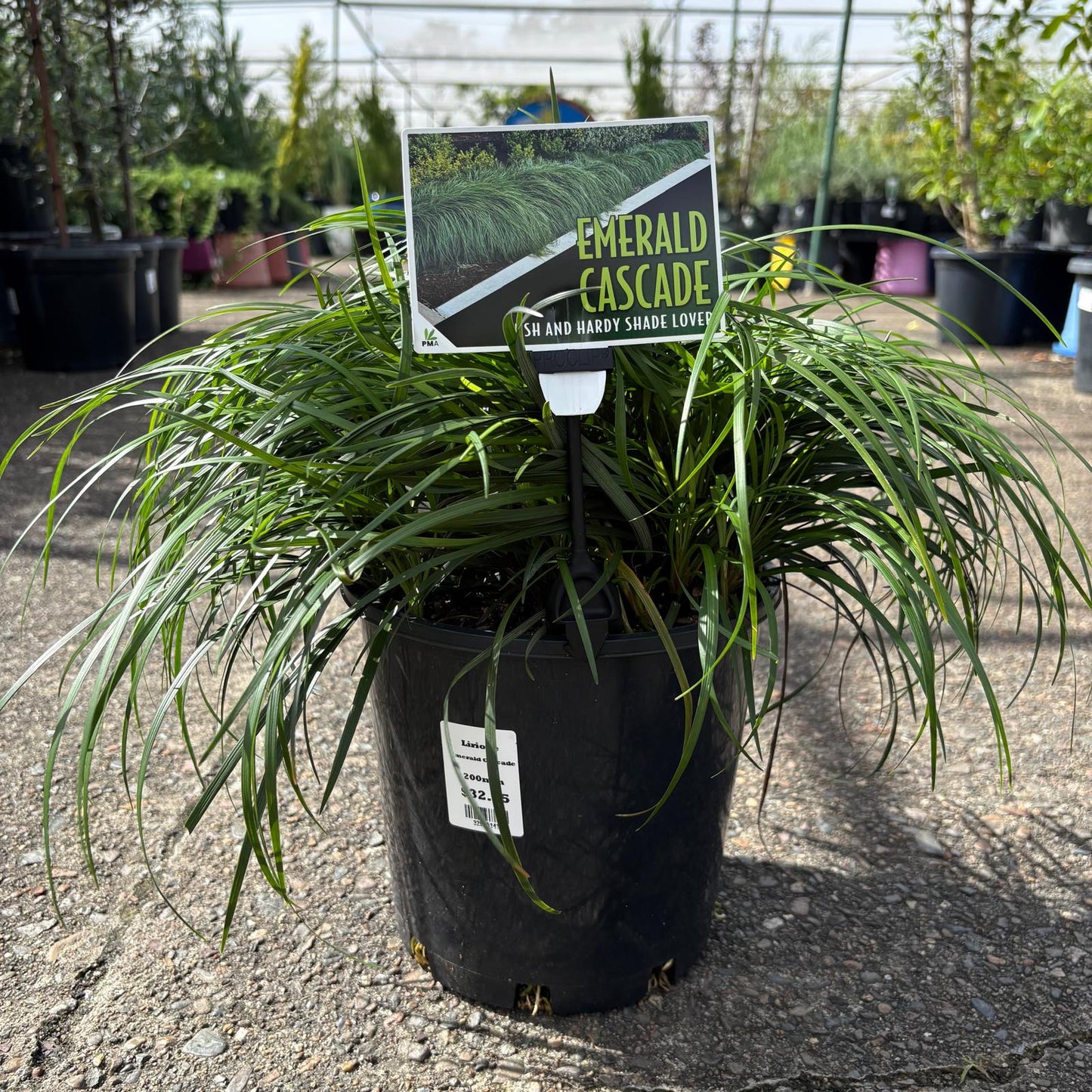Liriope Emerald Cascade planted in a garden, showcasing lush green foliage and elegant, grass-like appearance.