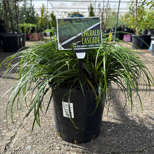 Liriope Emerald Cascade planted in a garden, showcasing lush green foliage and elegant, grass-like appearance.