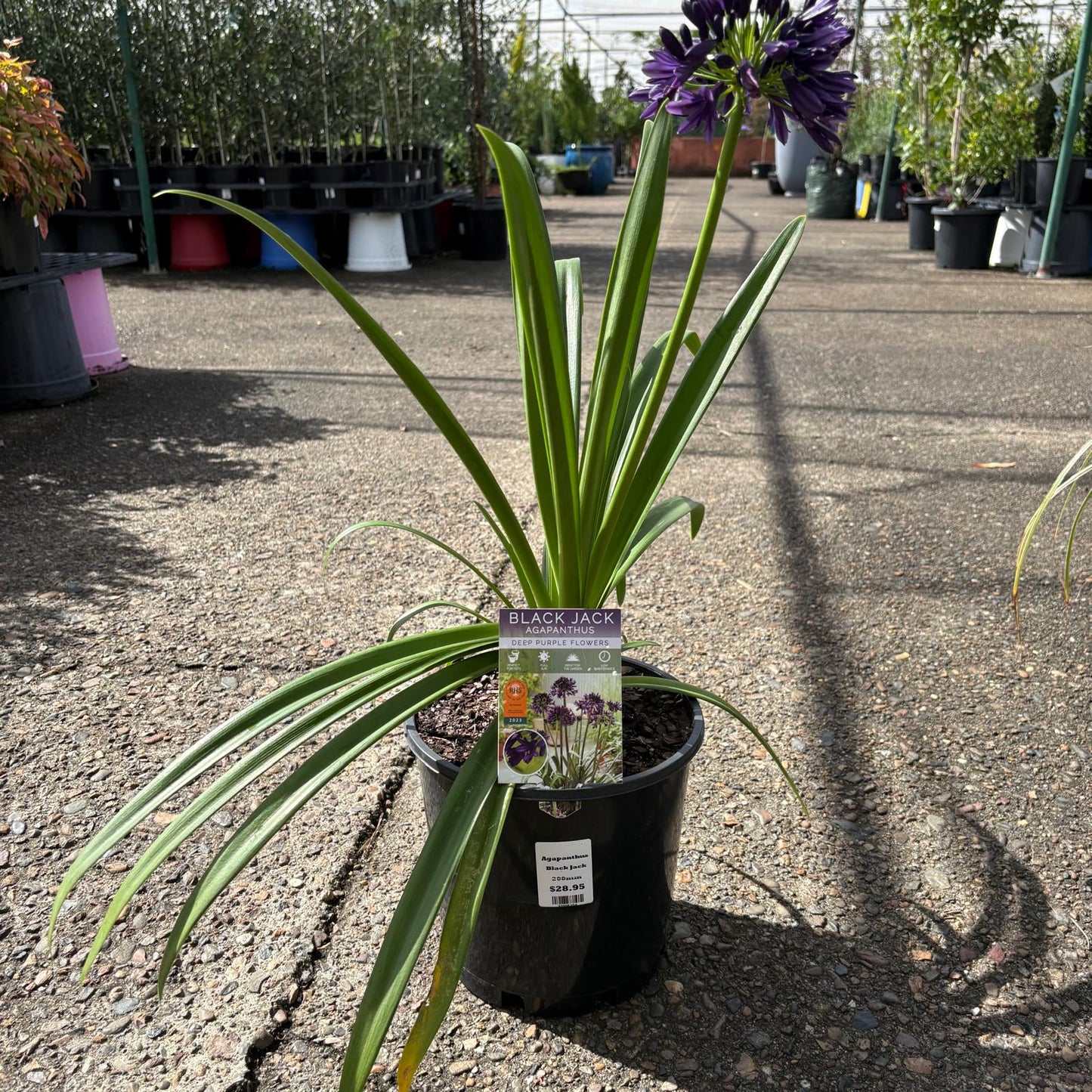 Black Agapanthus Black Jack flower plant from The Nurso, showing tall stems with clusters of dark blue to black blossoms.