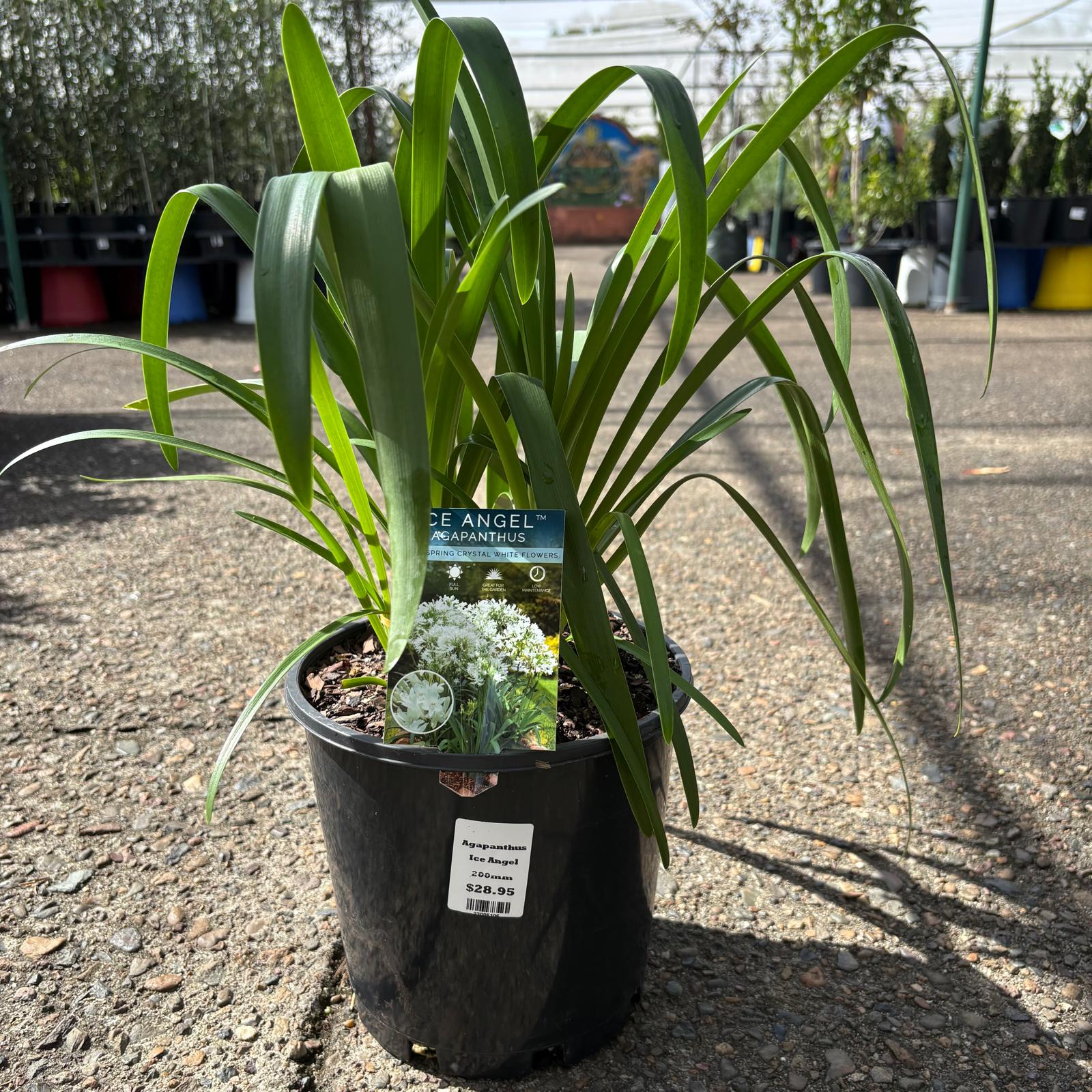 Agapanthus Ice Angel flower by The Nurso showing white and blue blooms in a garden setting.