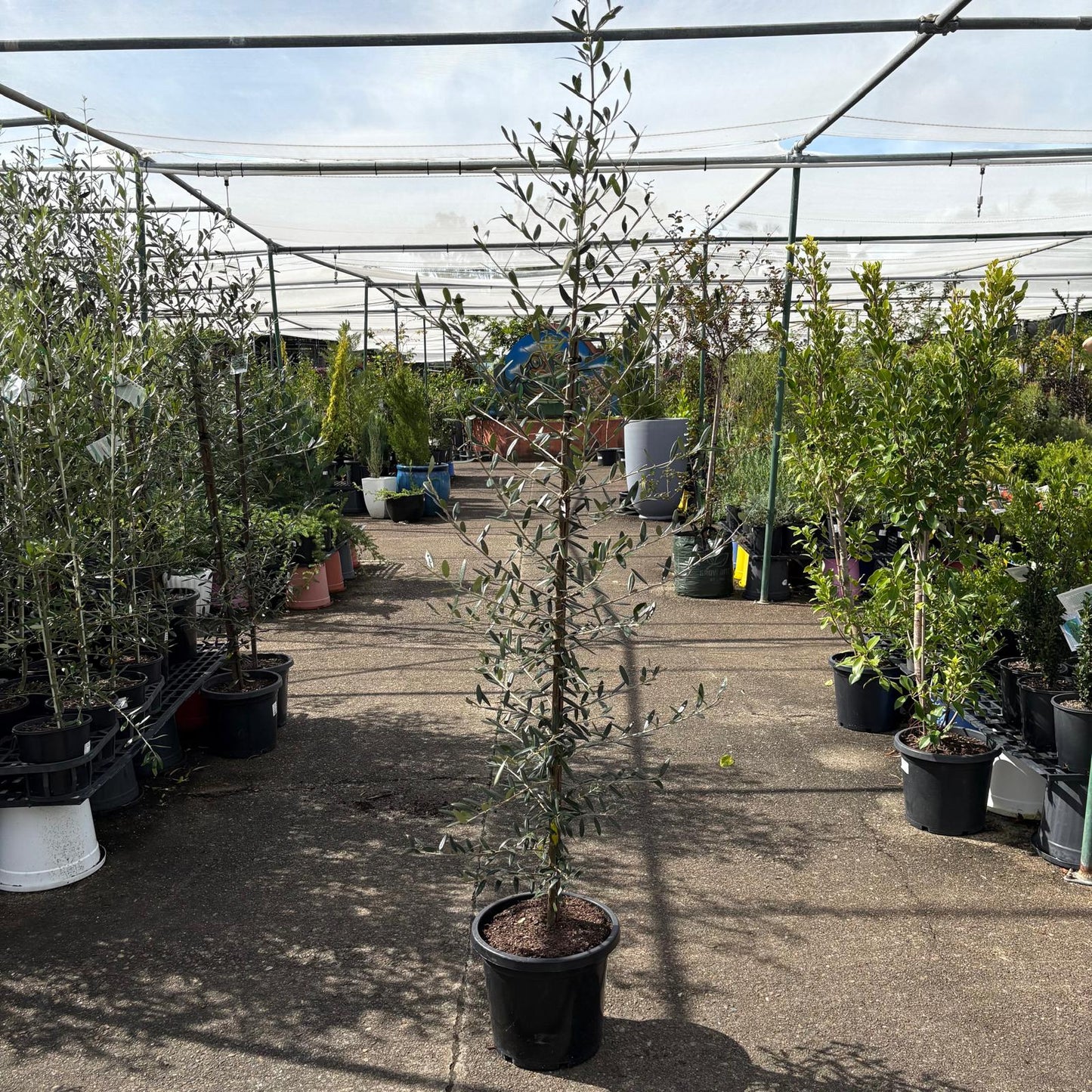 Olive ‘Frantoio’ (Olea europaea ‘Frantoio’) from The Nurso, showing fresh green olives on the tree.