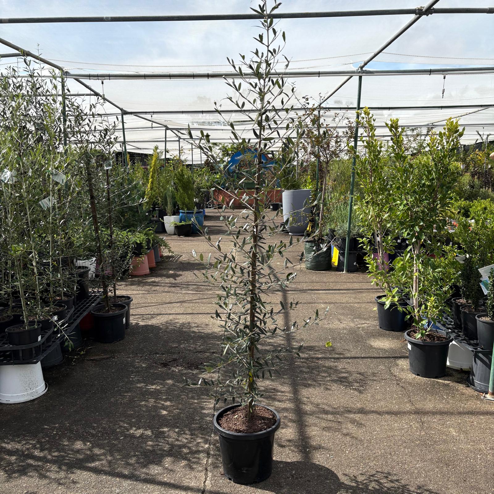 Olive ‘Frantoio’ (Olea europaea ‘Frantoio’) from The Nurso, showing fresh green olives on the tree.