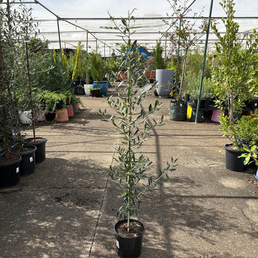 Olive ‘Frantoio’ from The Nurso, green olives on a branch with leaves, ready for harvest or culinary use.
