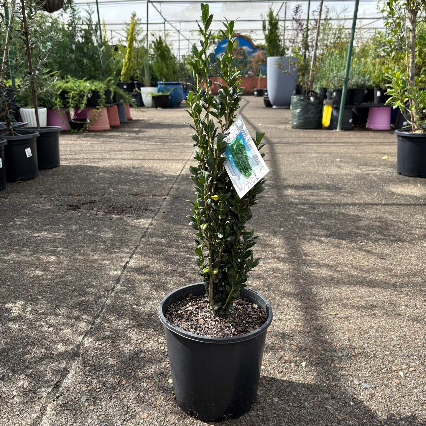 Slim, vertical Ilex Sky Pencil shrub by The Nurso with dense green foliage, shown in a garden setting.